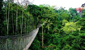 3 days Nyungwe forest-Rwanda
