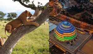 7 days Uganda Rwanda safari