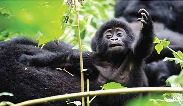 Best Africa Safaris in Uganda and Rwanda