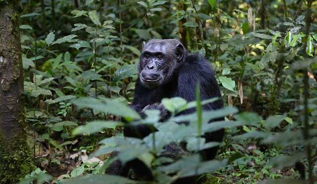 Hail Tours Uganda chimpanzee
