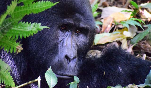 Hail Tours Uganda mountain gorilla