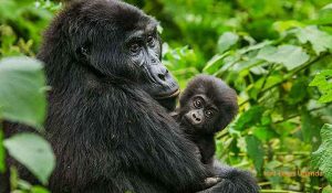 1 Day Gorilla Trekking Uganda