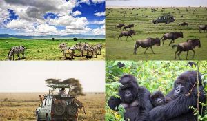 10 Days Africa Safari