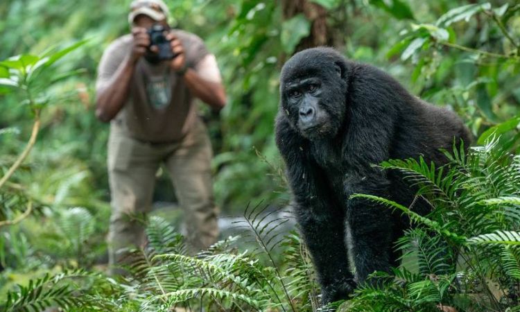 Best Places to See Gorillas