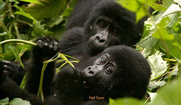 5 days Rwanda Congo Gorilla Safari