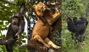 Uganda Rwanda Wildlife Safari