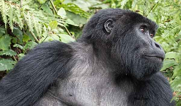 A Mountain Gorilla in Bwindi
