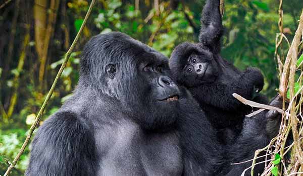 You are currently viewing Best Places to See Gorillas