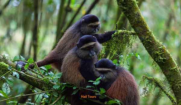 Golden Monkeys in Volcanoes