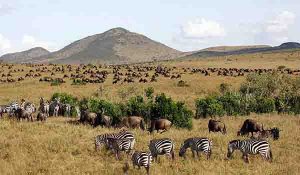 Animals in Masai mara