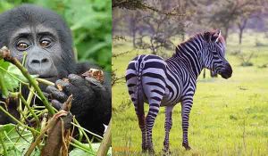 12 Days Uganda Safari