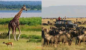 18 Days African Safari
