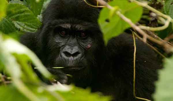 9 days Gorilla Trek in Uganda, Rwanda & Congo