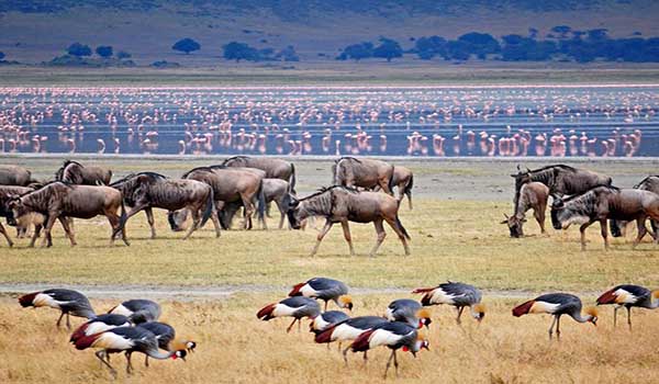 Lake Manyara National Park - Tanzania Safari Parks 