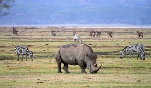 Wildlife at Ngorongoro Crater