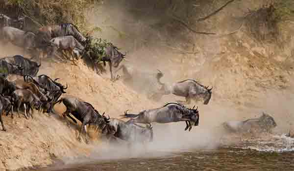 Masai mara wildebeest migration