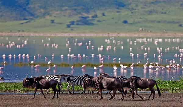 7 Days Luxury Tanzania Safari