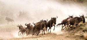 Read more about the article Best Time to Visit Kenya