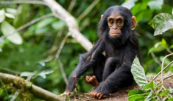3 Days Chimpanzee Trekking in Kibale