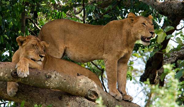 3 Days Queen Elizabeth National Park Safari