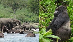 4 Days Gorilla and Wildlife Tour