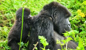 5 Days Primates Safari Uganda