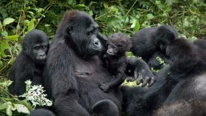 5 Days Uganda Gorilla & Wildlife Safari