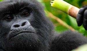 8 Days Uganda Rwanda Safari