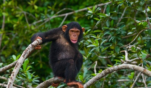 A chimpanzee in Kibale forest