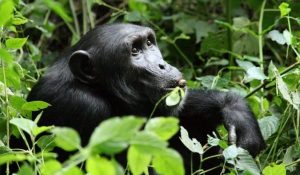7 Days Uganda Primates Safari