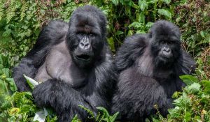 4 Days Double Gorilla Trekking