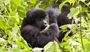 4 Days Flying Gorilla Safari Uganda