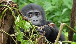 7 Days Gorilla Trek and Wildebeest Migration