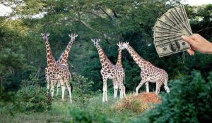 Read more about the article How Much Does a Uganda Safari Cost?