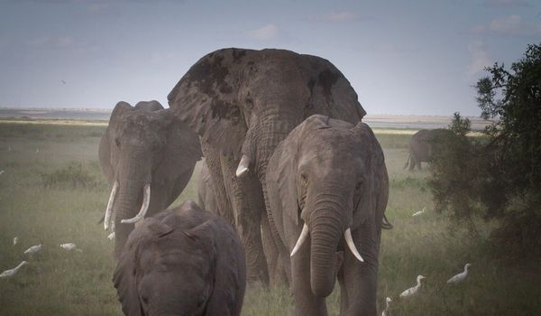 Elephants in Masai Mara Reserve