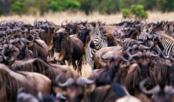 zebra and wildebeest during wildebeest migration