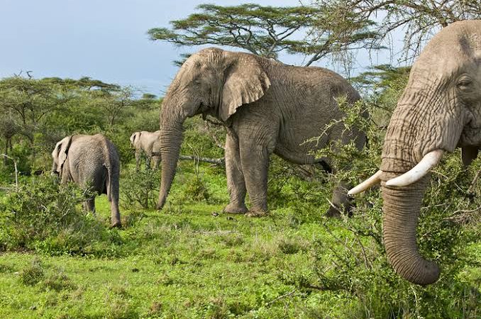 Akagera National Park