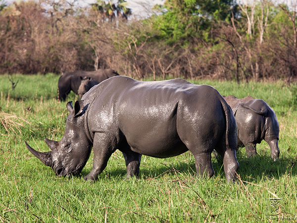Rhinos of Akagera National Park