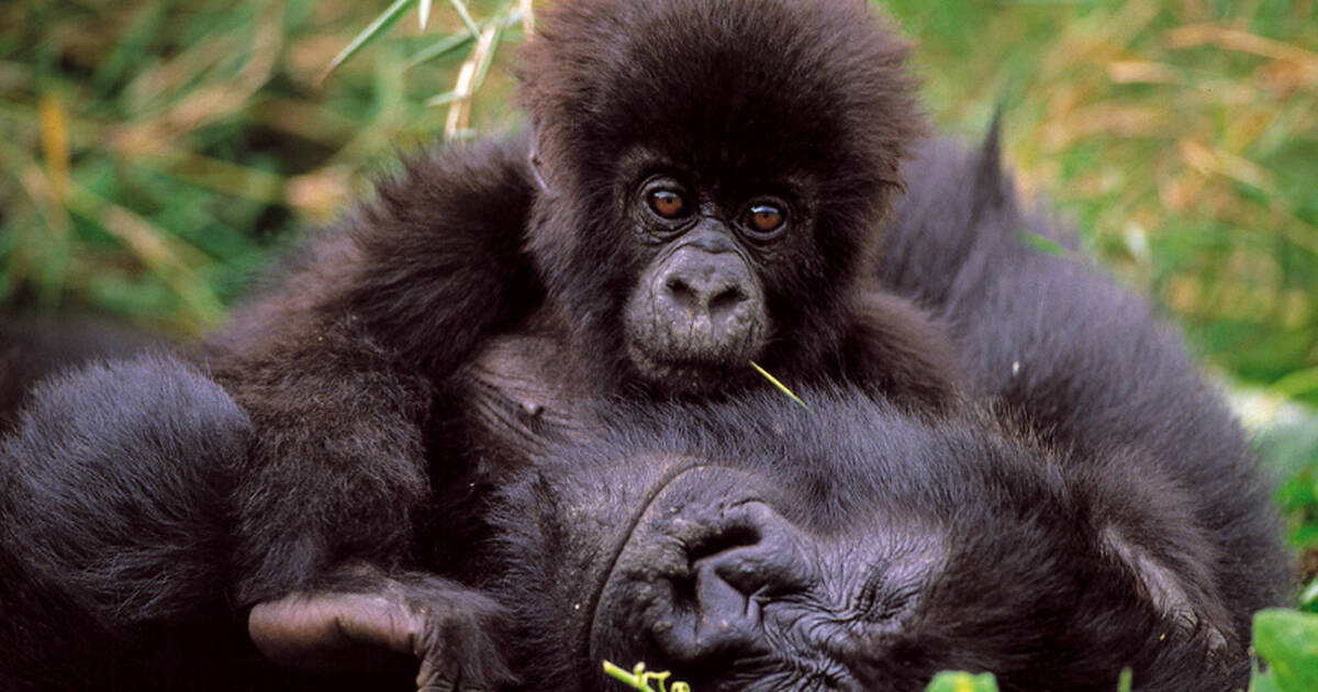 Mgahinga gorilla national park