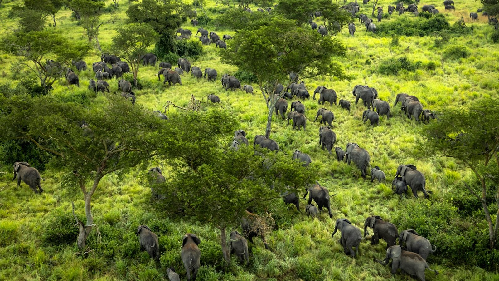 Virunga National Park in Congo; Gorillas, Safety, Activities & Map