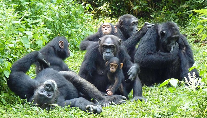 Nyungwe Forest National Park