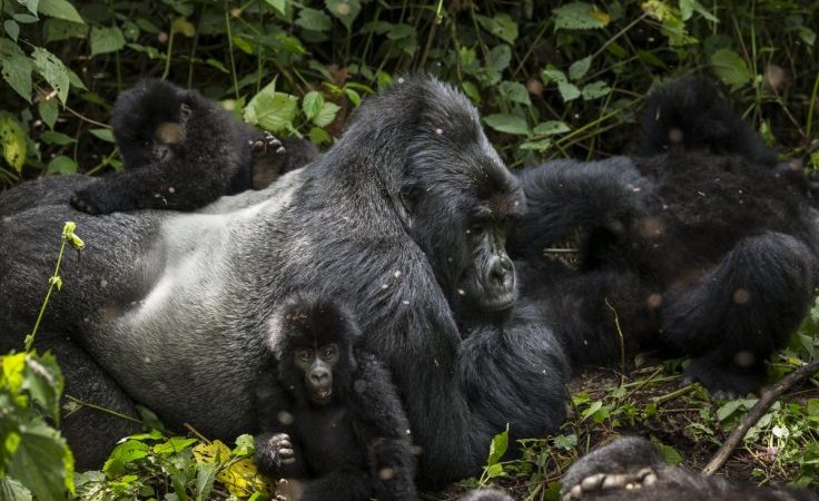 interesting facts about a silverback