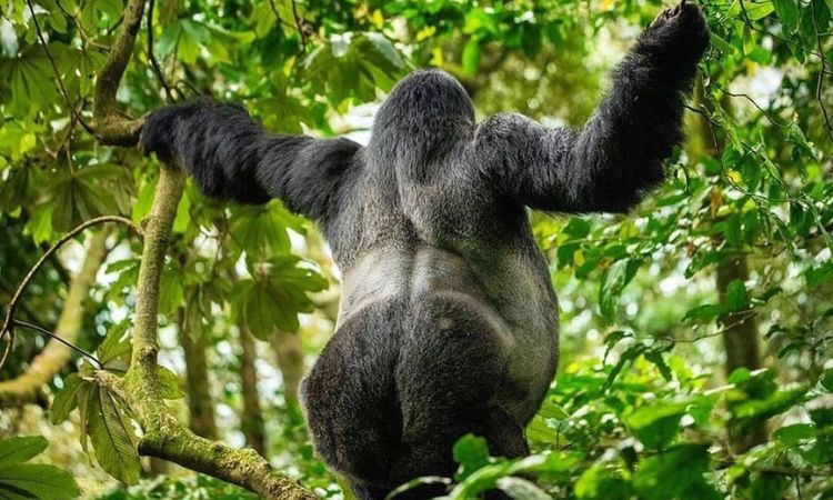 silverback gorilla
