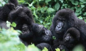 Read more about the article Uganda gorilla trekking permit