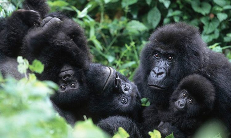 You are currently viewing Uganda gorilla trekking permit
