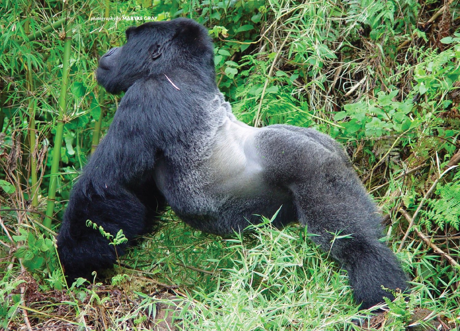 The Threats Facing silverback gorillas