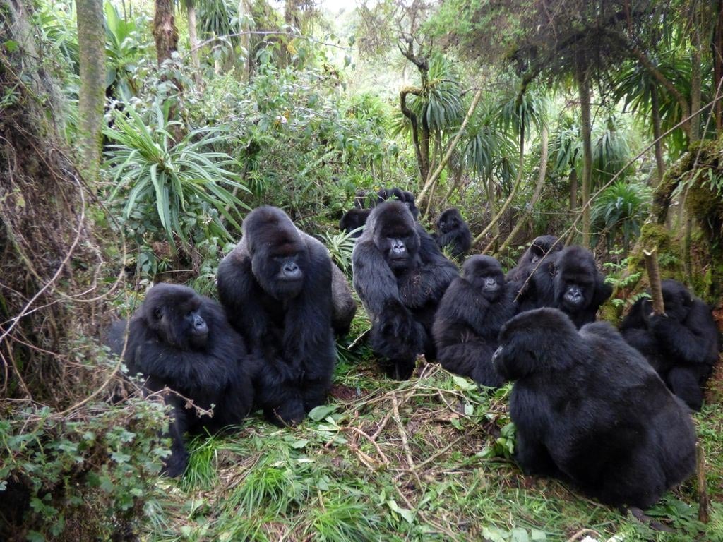 Behavioral Responses of Mountain Gorillas to Predators