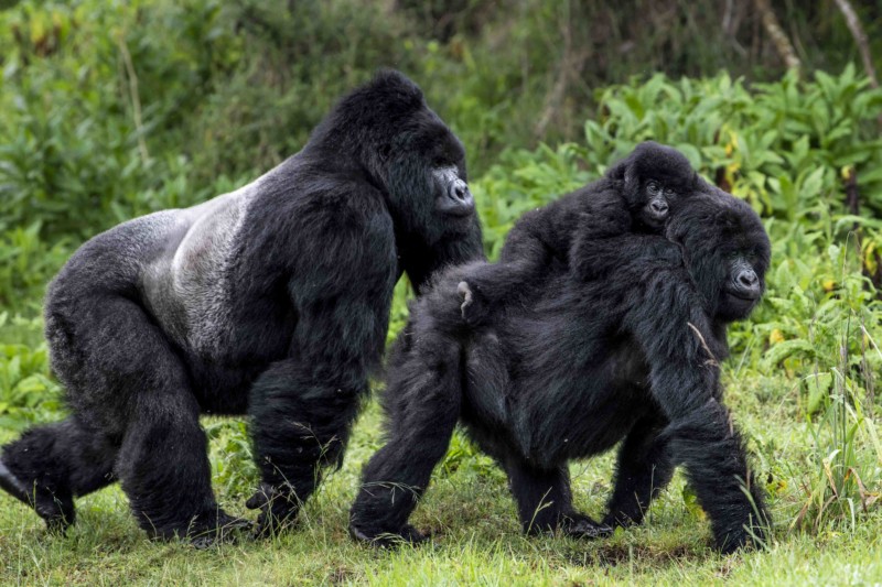 Mountain Gorilla Protective Behaviors from Predators