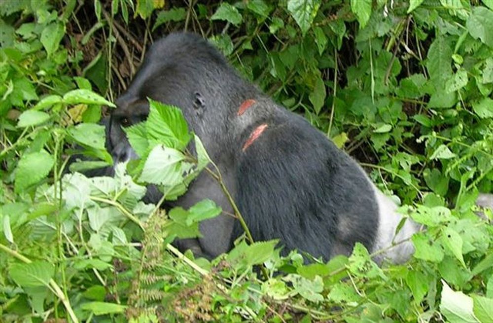 Mountain Gorilla Predators
