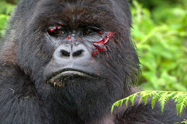 Why Silverback Gorillas Are Vulnerable
